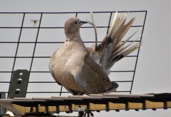 Streptopelia decaocto