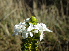 Veronica pauciramosa