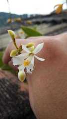 Epidendrum blepharistes