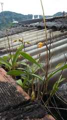 Epidendrum blepharistes