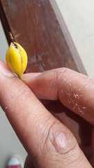 Epidendrum blepharistes