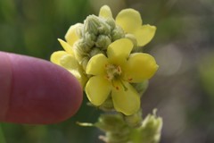 Verbascum thapsus thapsus