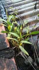 Epidendrum blepharistes