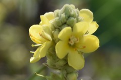 Verbascum thapsus thapsus