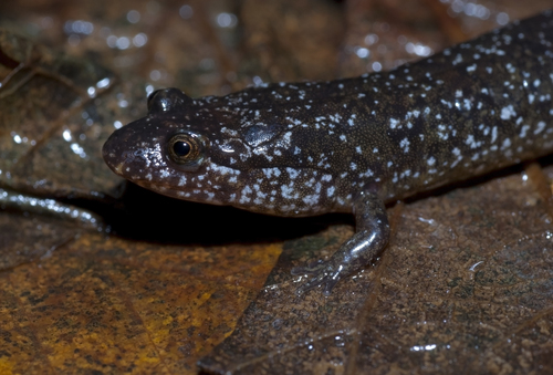 Santeetlah Dusky Salamander