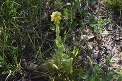 Verbascum thapsus thapsus