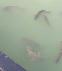 Cyprinus carpio
