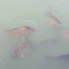 Cyprinus carpio