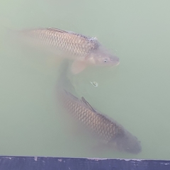 Cyprinus carpio
