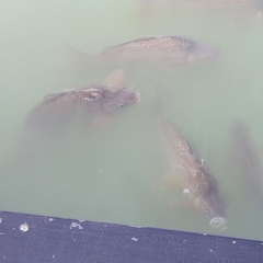 Cyprinus carpio