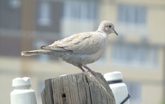 Streptopelia decaocto