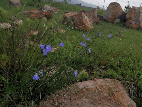 Image of Salvia reptans by (c) Erick Vélez Sánchez, some rights reserved (CC BY)