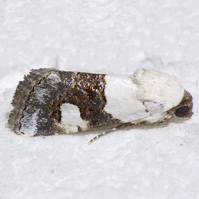 Sympistis toddi