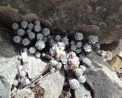 Leucogenes grandiceps