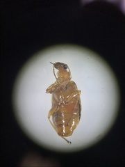 Lebia solea
