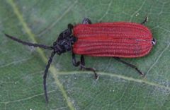 Pyropterus nigroruber