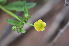 Ranunculus macounii