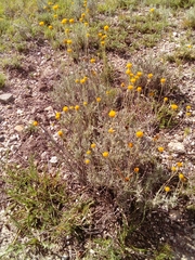 Thymophylla setifolia