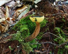 Boletellus chrysenteroides