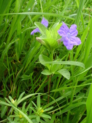 Ruellia lactea