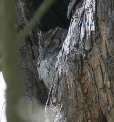 Megascops asio mccallii