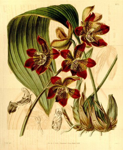 Brocklehurst's Houlletia