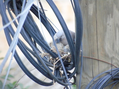 Streptopelia decaocto