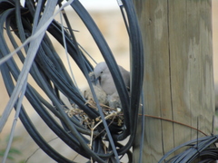 Streptopelia decaocto