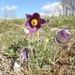 Red Pasqueflower - Photo (c) copepodo, some rights reserved (CC BY-NC-ND)
