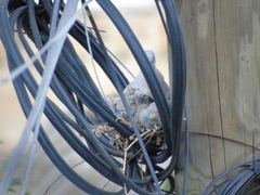 Streptopelia decaocto