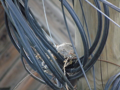 Streptopelia decaocto