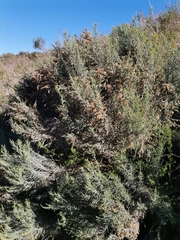 Dicerothamnus