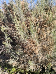 Dicerothamnus