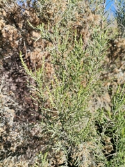 Dicerothamnus