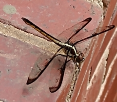 Libellula axilena