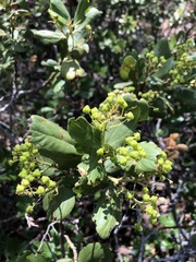 Ceanothus velutinus