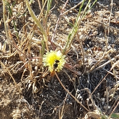 Philanthus triangulum