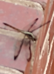 Libellula axilena