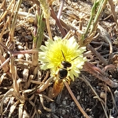 Philanthus triangulum