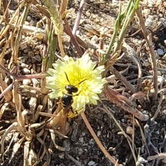 Philanthus triangulum
