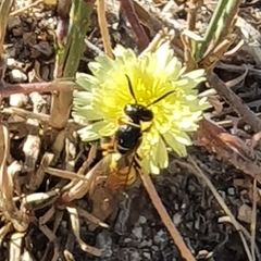 Philanthus triangulum