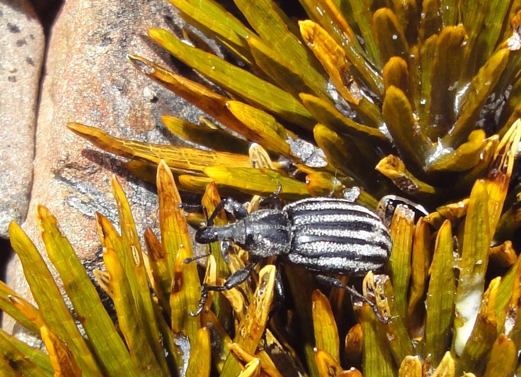 Lyperobius barbarae