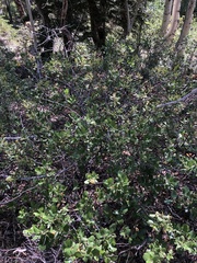 Ceanothus velutinus