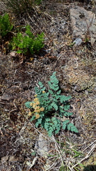 Lomatium martindalei