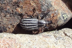 Lyperobius barbarae