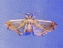 Euleucinodes conifrons