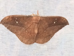 Copaxa multifenestrata