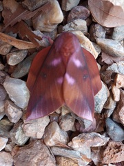 Othorene purpurascens