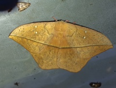 Lonomia electra