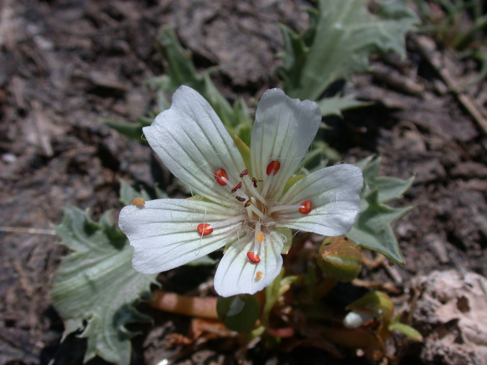 Limnanthes douglasii ssp. rosea